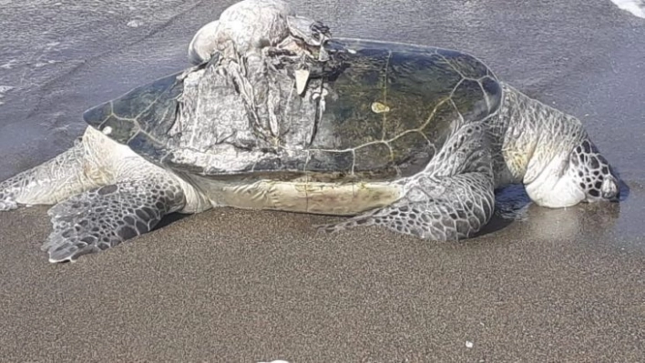 Hatay'da ölü yeşil deniz kaplumbağası bulundu