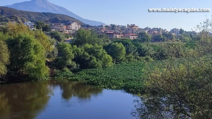 Hatay'da su sümbülleri Asi nehrinde ilginç görüntüler oluşturdu