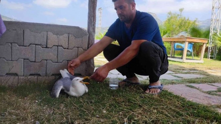 Hatay'da yaralı gümüş martıya vatandaş şefkati