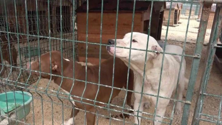 Hatay'da yasaklı ırk köpekler için ücretsiz kısırlaştırma yapılıyor