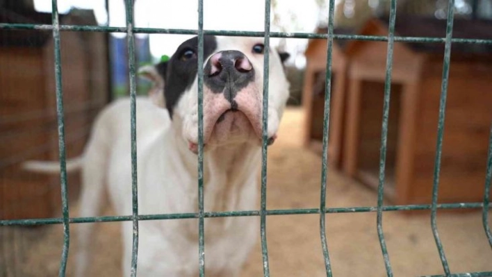 Hatay'da yasaklı ırk köpekler için yeni tedbir alındı