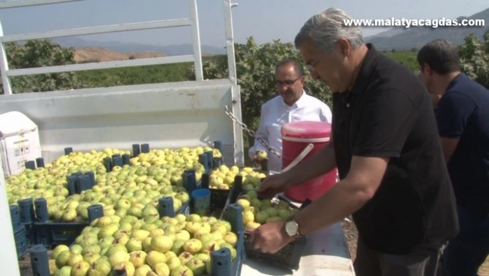 Hatay'da yılda 3 bin ton incir yetişiyor