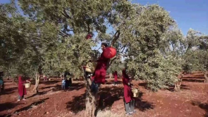 Hatay'dan zeytin ve zeytinyağı 2021 yılı ihracatı 31 milyon dolar oldu