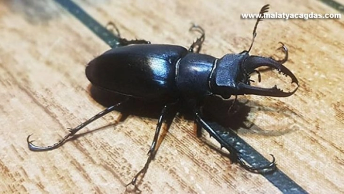 Hatay yangını Geyik Böcekleri'nin neslini de tehdit ediyor