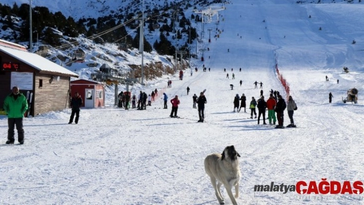 Havadaki droneyi yakalamaya çalışan köpek ilginç görüntü oluşturdu