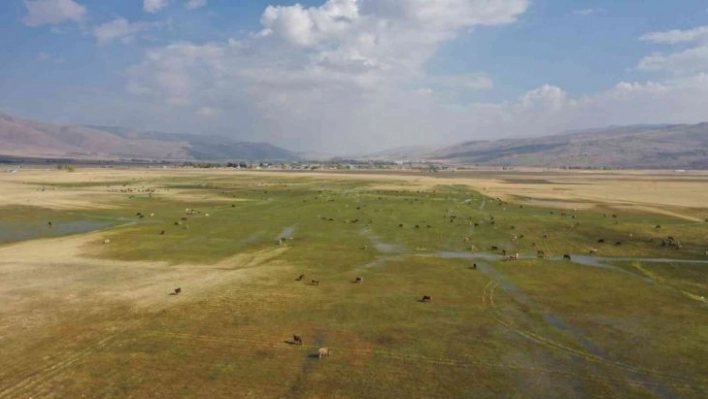 Havadan görüntülenen meralar ve beslenen hayvanlar eşsiz görüntüler ortaya çıkarttı