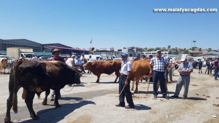 Hayvan pazarında sıkı pazarlıklar sürüyor