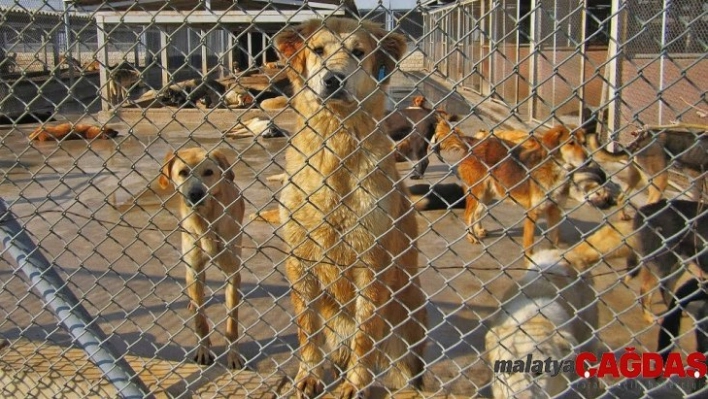 Hayvana şiddet hala 'kabahat'