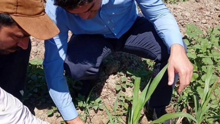 Hayvancılığın kurtuluşu olarak görülen 'Maralfalfa' Elbistan'da ilk kez ekildi