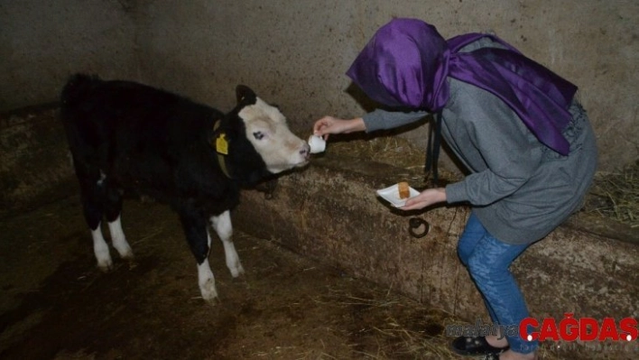 Hayvanlarına kahve ikram ediyor