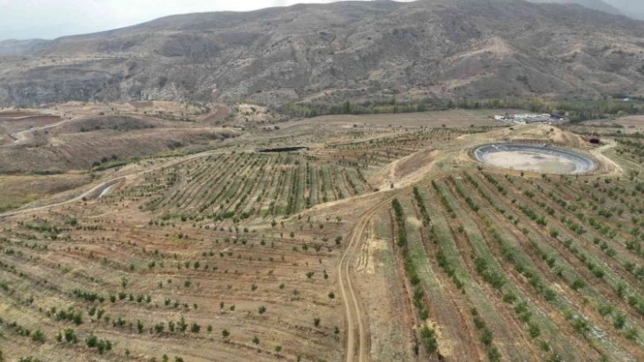 İç Anadolu'nun en büyük ceviz bahçesinde ilk hasat yapıldı