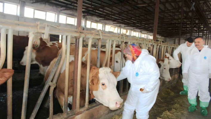 Iğdır'da şap hastalığı alarmı, hayvanlar ilaçlanmaya başladı