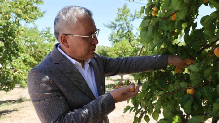 İhraçlık kayısı hasadı başladı