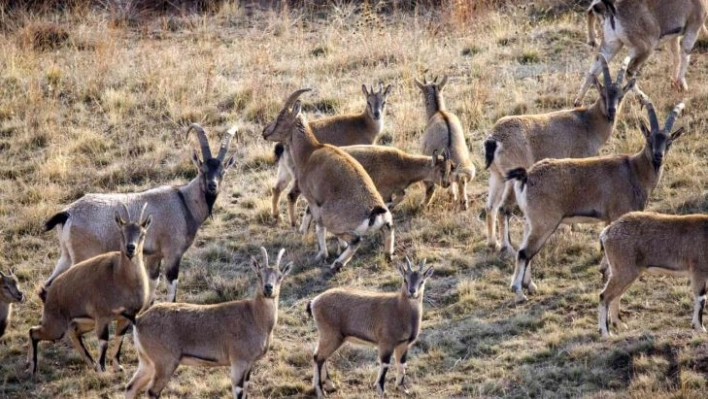 İnat etti inatçı keçilerin peşine düştü, hepsini bir arada görüntülemeyi başardı