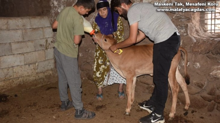 İnekler çalındı, yavruları annesiz kaldı