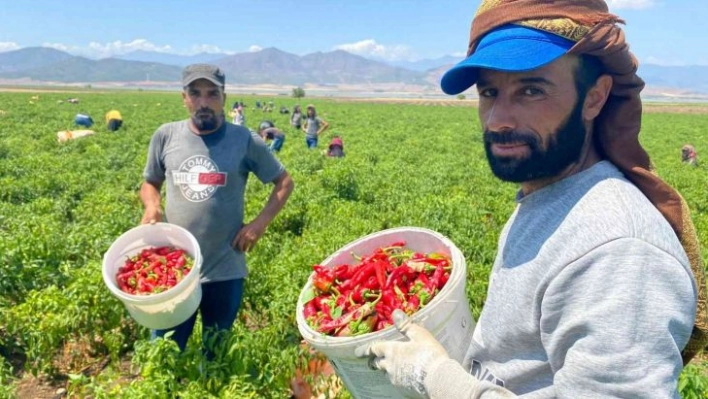 İslahiye'de 'acı' hasat