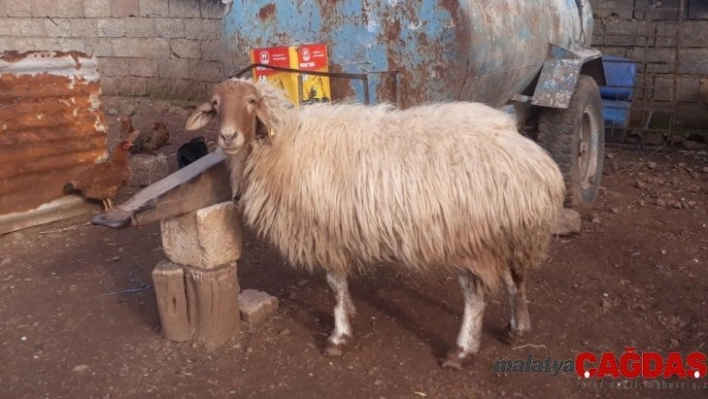 İslahiye'deki hırsızlıkların failleri yakalandı