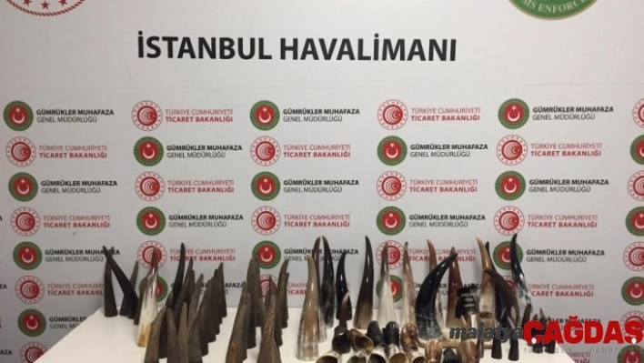 İstanbul Havalimanı'nda 'Bufalo Boynuzu' ele geçirildi