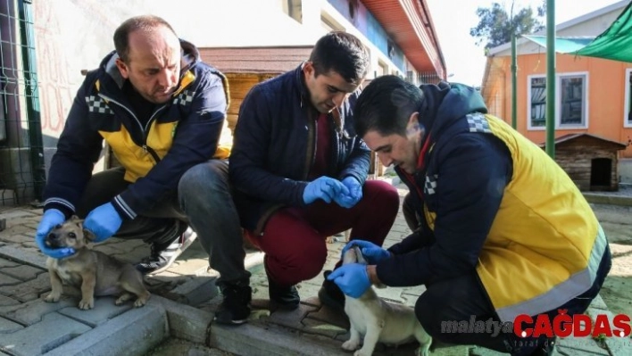 İzmir'deki kırsal bölgelerde hayvanlara uyuz aşısı