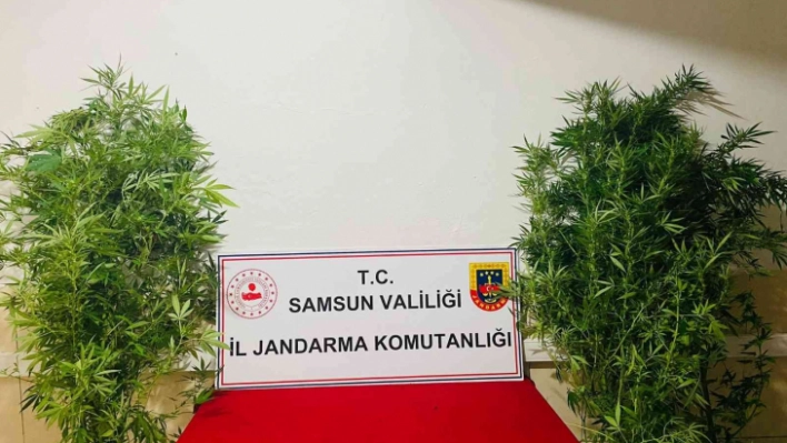 Jandarma 12 kök kenevir ele geçirdi: 1 gözaltı