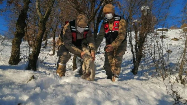 Jandarma donmak üzere olan köpeği kurtardı