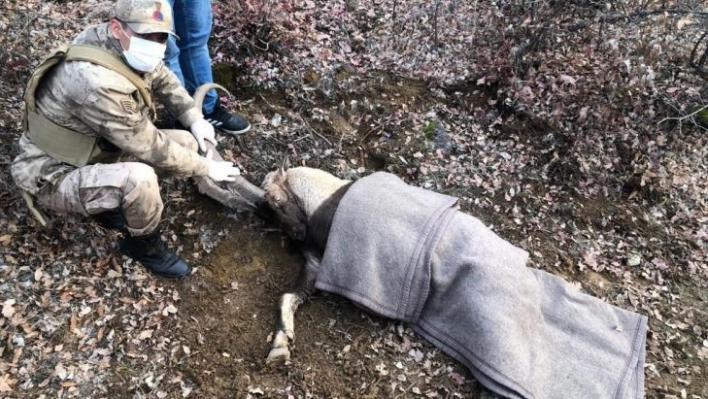 Jandarma ekipleri, yaralı dağ keçisi için seferber oldu