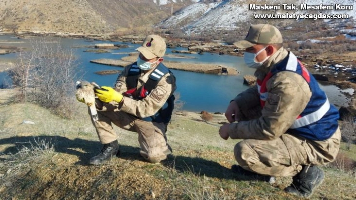 Jandarma ekipleri yaralı şahin için seferber oldu