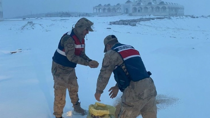 Jandarma hayvanlar için doğaya yem bıraktı