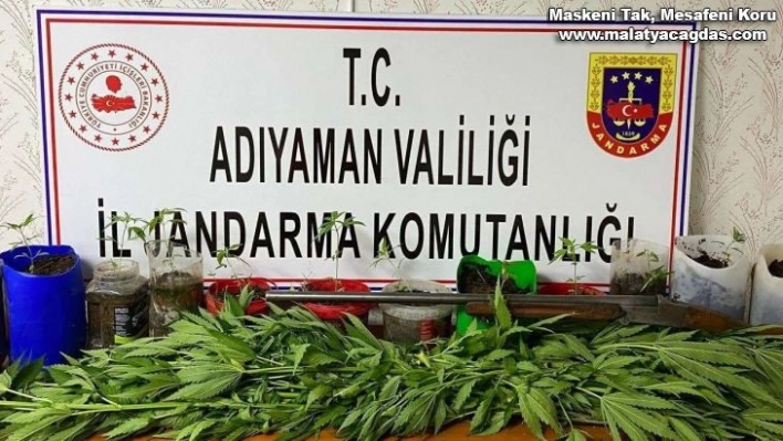 Jandarma kenevir bitkisi ele geçirdi