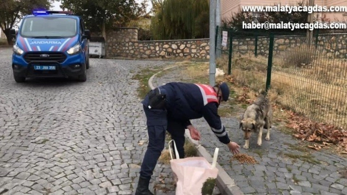 Jandarma, kısıtlama da sessiz dostlarını beslemeyi ihmal etmedi