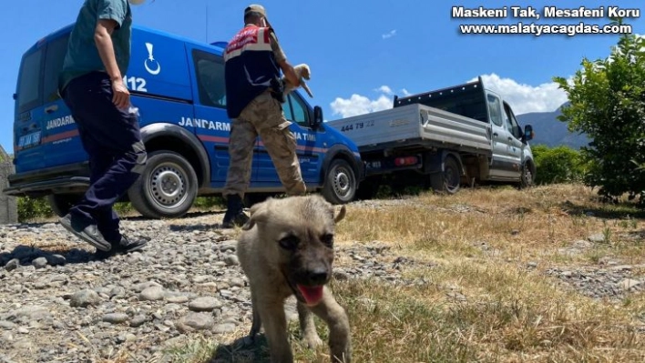 Jandarma sokak hayvanları için sahada