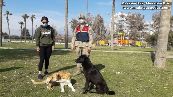 Jandarma sokak hayvanlarını unutmadı