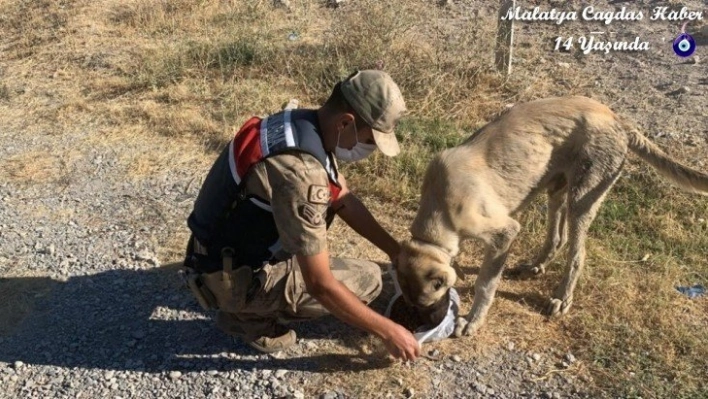 Jandarmadan hayvanlara şefkat eli