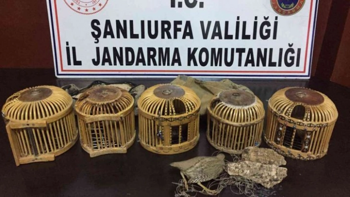 Jandarmadan keklik avcılarına suçüstü