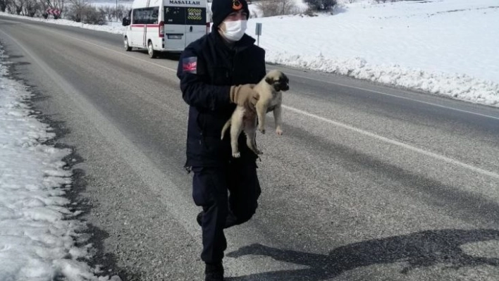 Jandarmanın bitkin halde bulduğu köpek veterinere teslim edildi