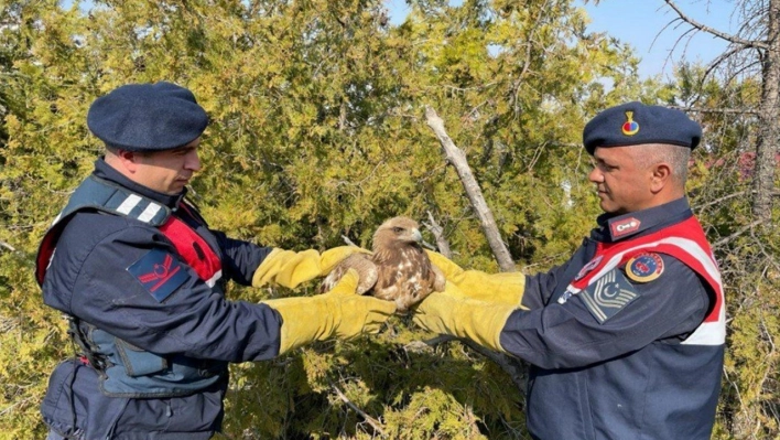 Jandarmanın bulduğu yaralı kartal tedavi altına alındı