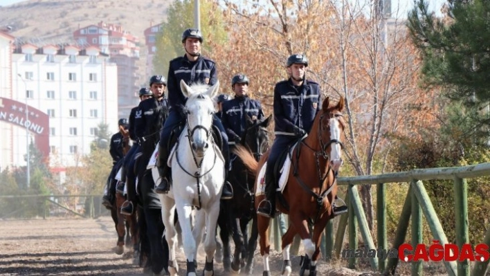 Kadın astsubaylar atları anne şefkati ile yetiştiriyor