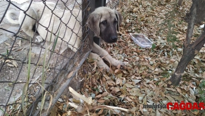 Kafası tel örgüye sıkışan köpeği itfaiye kurtardı