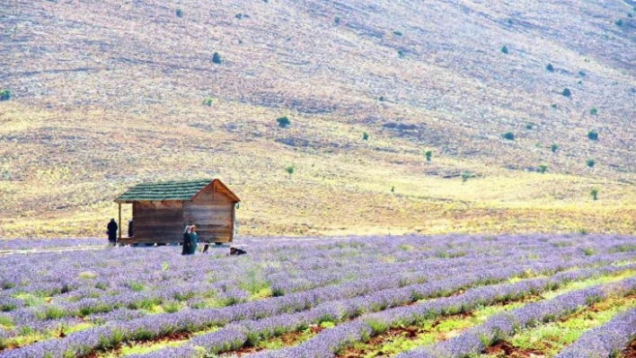 Kahramanmaraş'ta lavantalar görsel şölen sunuyor