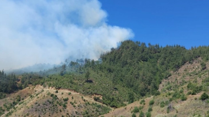 Kahramanmaraş'ta orman yangını