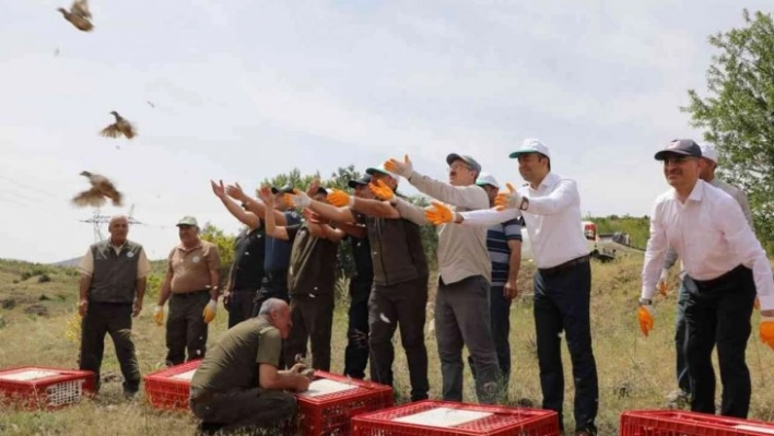 Kahramanmaraş'ta yetiştirilen kekliler yurdun dört bir yanına doğayla buluşuyor