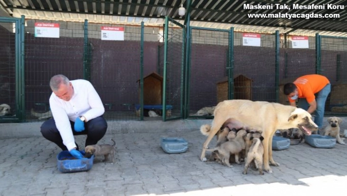 Kahta'daki hayvan barınağı bölgeye hitap ediyor