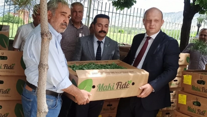 Kale'de üreticilere sebze fidesi dağıtıldı