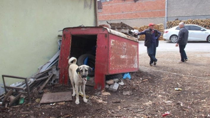 Kamera da köpek de hırsızlara engel olamadı