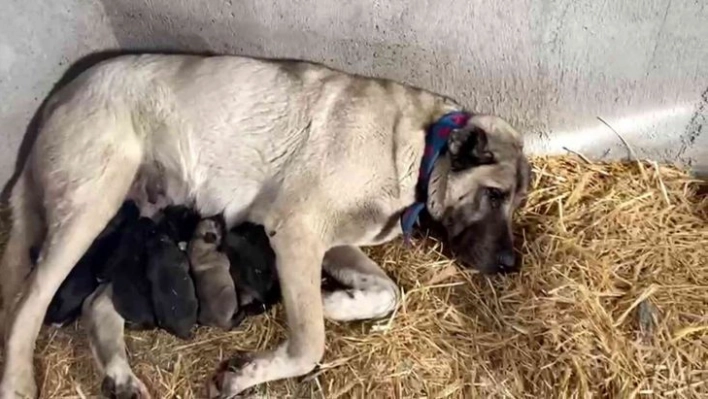 Kangal köpeği fırtınada doğum yaptı, sahibinin yaptığı yürekleri ısıttı