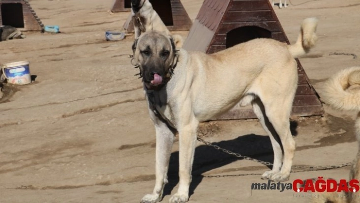 Kangal köpeklerine 7 milyon liralık tesis