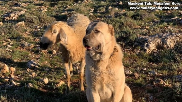 Kangal, sadakati ile şaşkına çevirdi