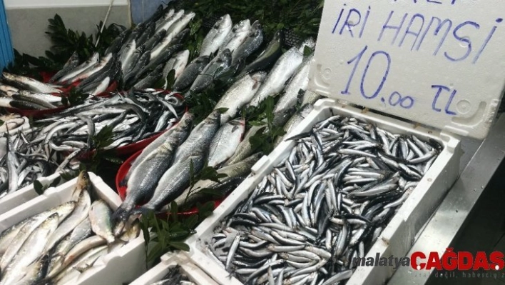 Karadeniz hamsisi 10 liradan tezgahlarda