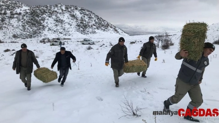 Karaman'da yaban hayvanlarına yem desteği