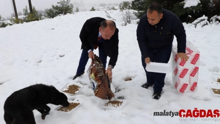 Karda kalan sokak hayvanlarını beslediler